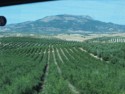 Lots of olive trees for as far as you can see